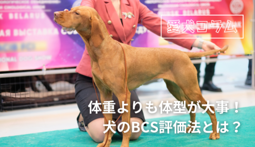 体重よりも体型が大事！犬のBCS評価法とは？